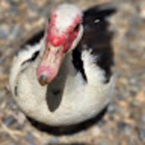 Meet your Posher, Mickey